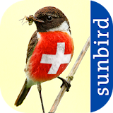 All Birds Switzerland icon