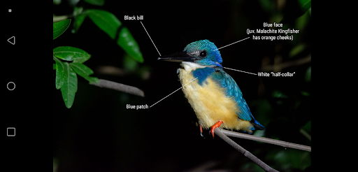 Firefinch screenshot 4