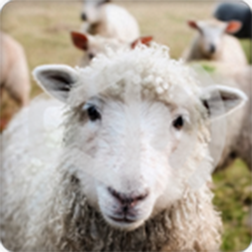 Sheep Sounds Ringtone