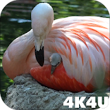4K Baby Flamingo Video Live Wallpaper icon