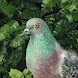 Pigeon: A Love Story - 有料新作のゲームアプリ Android