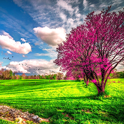 Icon image Spring Live Wallpaper