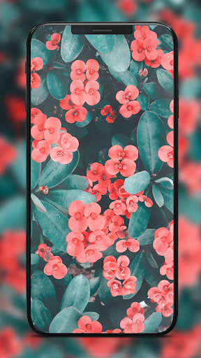 Android application 4k Wallpapers FHD Backgrounds screenshort