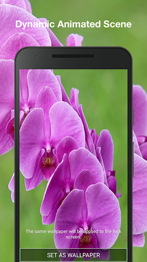 Orchids Live Wallpaper Pro Screen 2