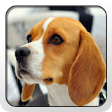 Beagle Theme - Nova/ADW/GO icon