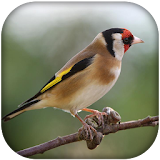 goldfinch bird song icon