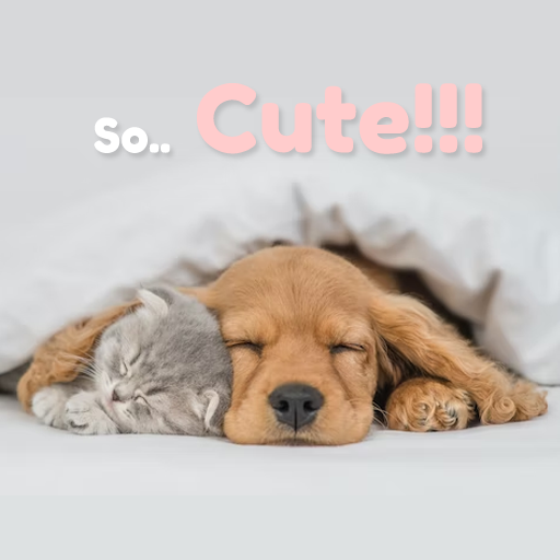 Pets Live Wallpaper - Animal Download on Windows