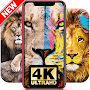 Lion Wallpaper HD 🦁 Lion Background 🦁 KING Leo
