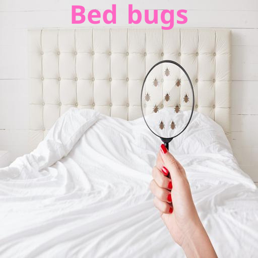 Bed bugs bites Download on Windows