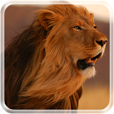 Lion King Live Wallpaper icon