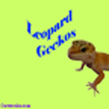 Leopard Geckos icon