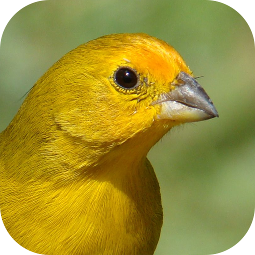 Canary bird singing  Icon