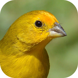 Icon image Canary bird singing