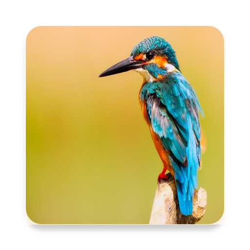 Bird Wallpaper HD logo