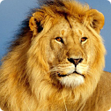 Lion live wallpaper icon