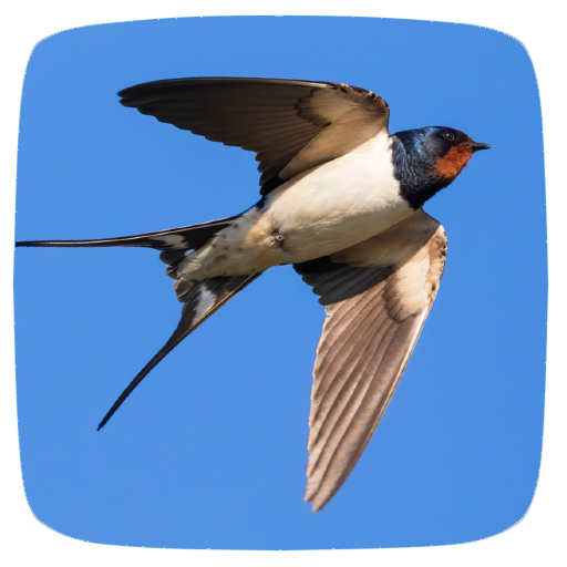 Swallow Sounds logo