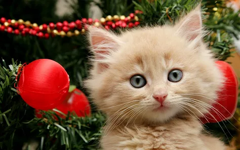 クリスマス猫ライブ壁紙 Google Play のアプリ