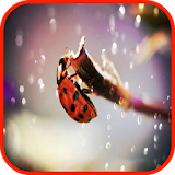 Ladybug Wallpaper icon