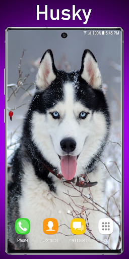 Android application Siberian Husky Live Wallpaper screenshort