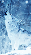 Wolf Hintergrundbilder Fur Handy Android Apps Bei Google Play