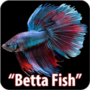 Betta Fish Collection