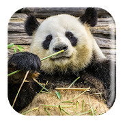 Top 20 Music & Audio Apps Like Panda Sounds - Best Alternatives