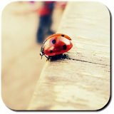 Ladybug Wallpapers icon