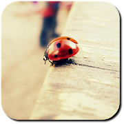 Top 14 Lifestyle Apps Like Ladybug Wallpapers - Best Alternatives
