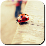 Ladybug Wallpapers