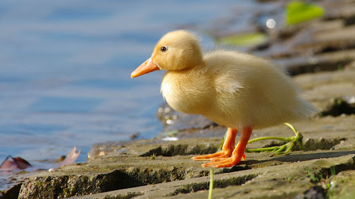 Android application Duckling Wallpapers screenshort