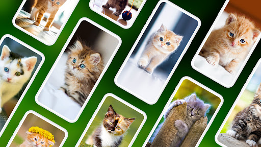 Screenshot of Kitten Wallpapers PRO