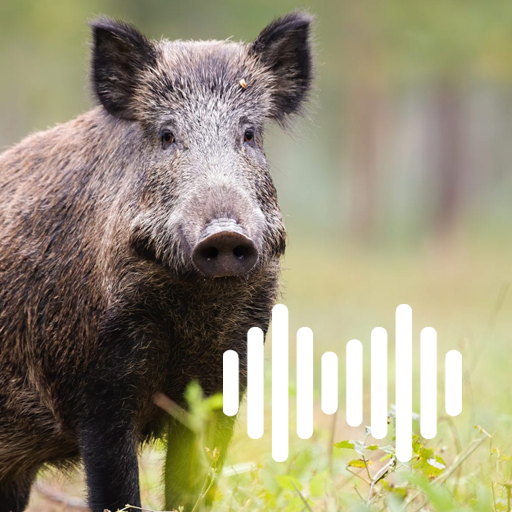 Pig hunting calls Download on Windows