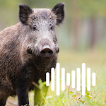 Cover Image of Download Pig hunting calls  APK