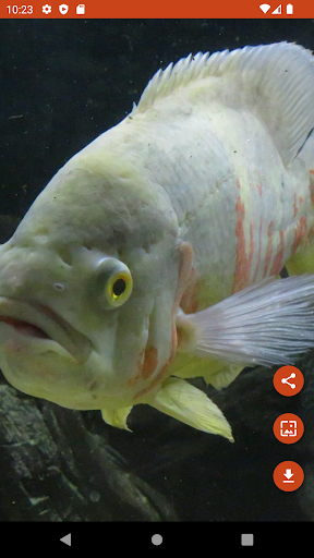 Android application Wallpapers Oscar Fish screenshort