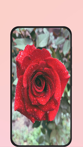 Android application rose picture screenshort