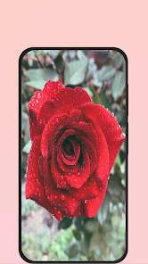 Captura 1 rose picture android