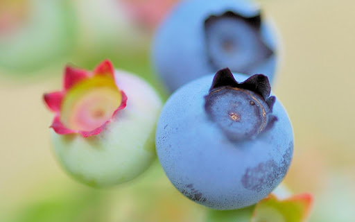 Blueberry  Wallpaper