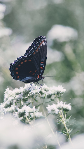 butterfly wallpapers