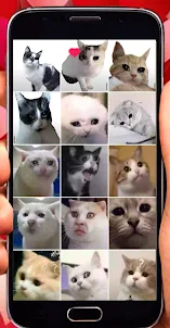 WAStickerApps Stickers Cats