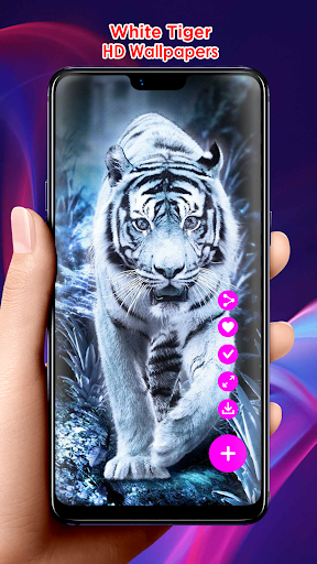 White Tiger HD Wallpapers