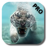 Tiger Pro icon