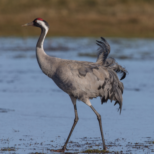 Crane bird sounds logo