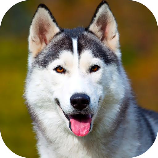 Husky Dog Wallpaper 2024 logo