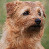 Norfolk Terrier Jigsaw Puzzle icon