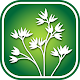 2250 Colorado Wildflowers विंडोज़ पर डाउनलोड करें