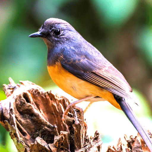 White-rumped Shama Sounds logo