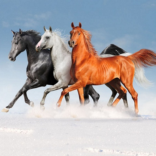 Horses Recount logo