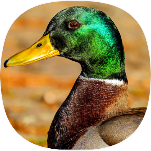 Duck Ringtones Google Play のアプリ