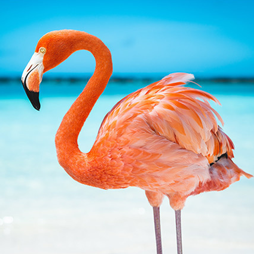 The Flamingo logo