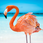 Cover Image of Tải xuống The Flamingo  APK